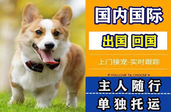 合肥市宠物托运公司合肥市宠物托运公司合肥市宠物托运公司