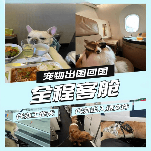 合肥市宠物托运到白俄罗斯宠物入境规定和要求